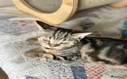 Scottish Fold cats for sale: Beautiful kittens just for you - Image 8