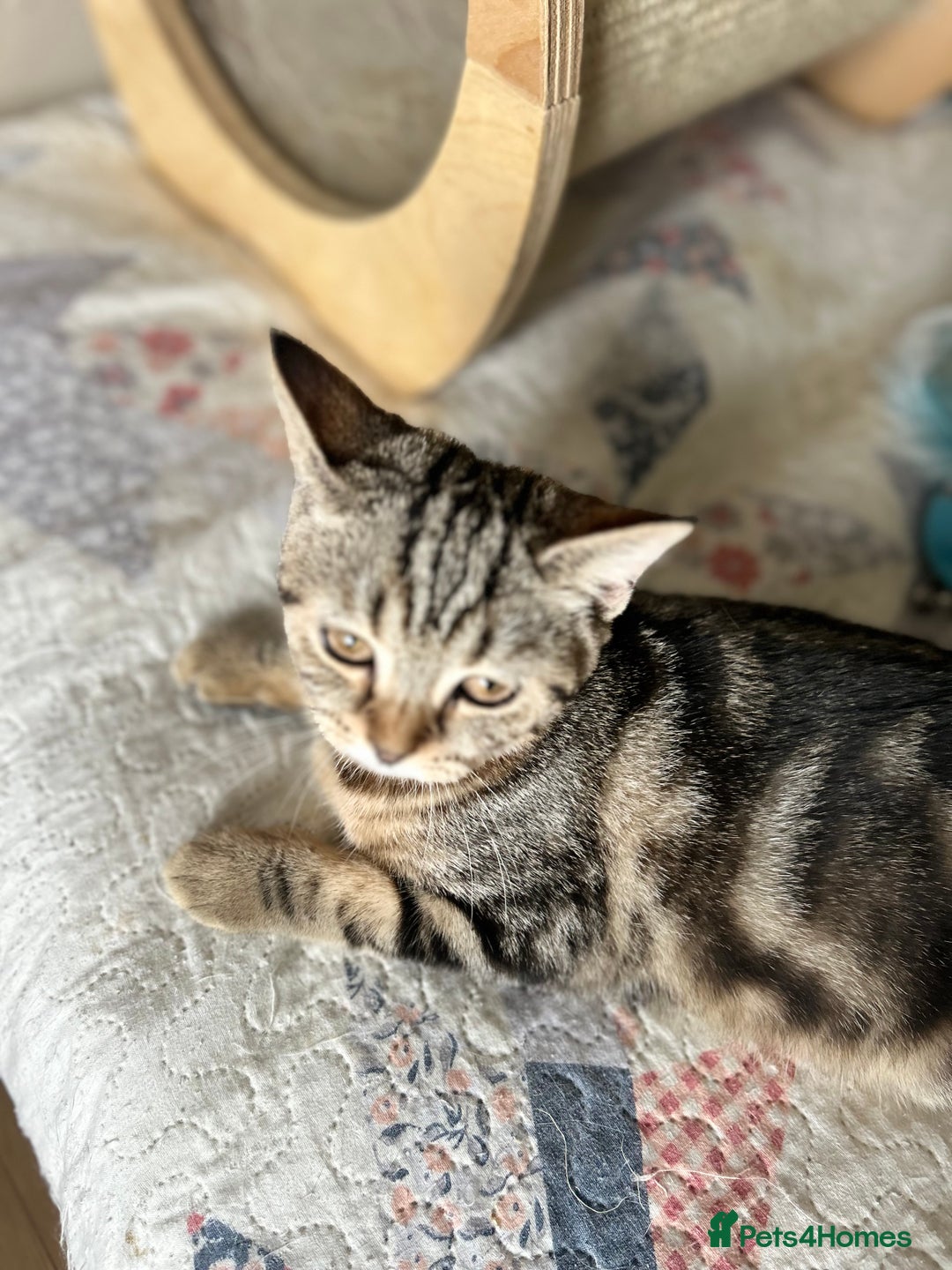 Scottish Fold cats for sale: Beautiful kittens just for you - Image 8