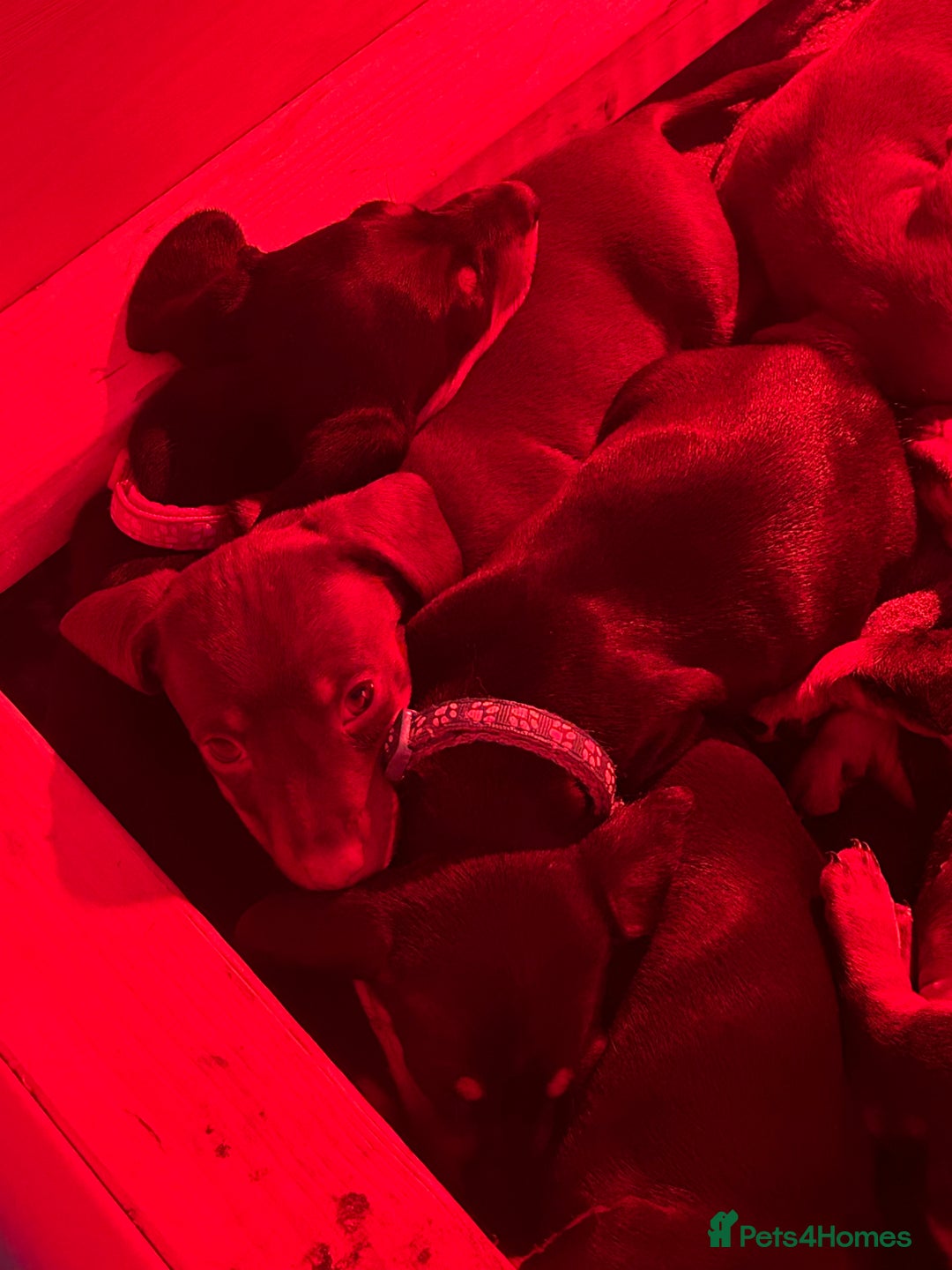 Dachshund dogs for sale: Beautiful Dachshund puppies, ready end of January  - Advert 4