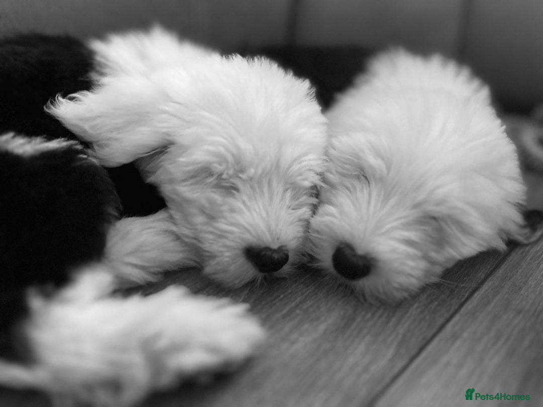 Old English Sheepdog dogs for sale: Kennel Club Reg Old English Sheepdog Puppies - Image 6