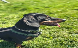 Miniature Dachshund dogs for stud: Snoop is ready to be a stud  - Image 3