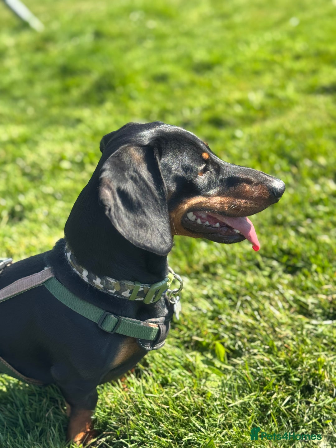 Miniature Dachshund dogs for stud: Snoop is ready to be a stud  - Image 3