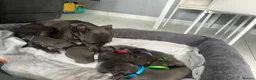 Whippet dogs for sale: Blue whippet puppies 💙 - Advert 5