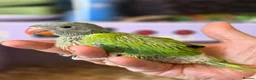 Ringnecks birds for sale: Stunning Hand Reared Ringnecks - Advert 7