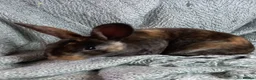 Rex rabbits for sale: Rex Rabbit Babies for Sale - Advert 2