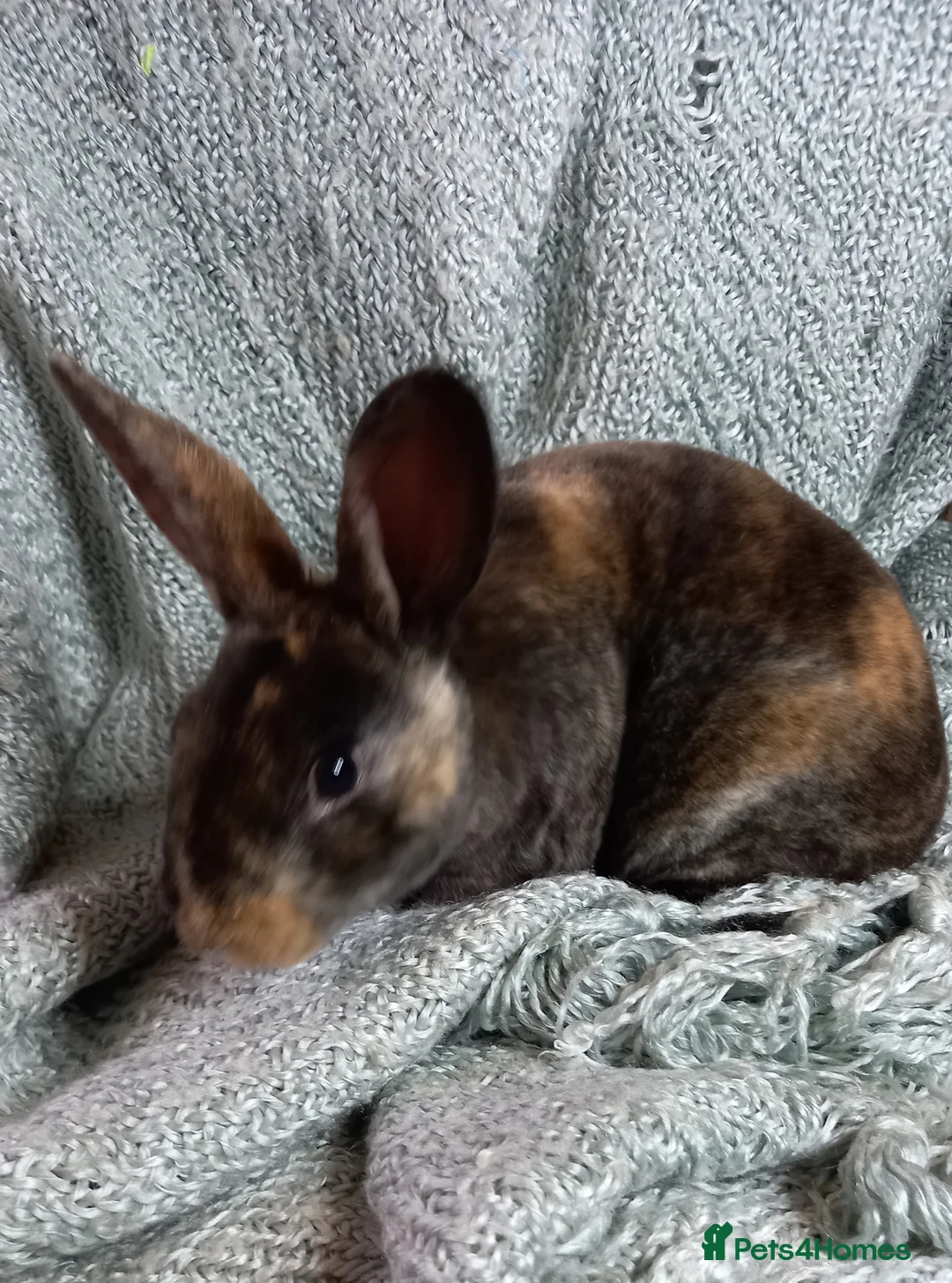 Rex rabbits for sale: Rex Rabbit Babies for Sale - Advert 2