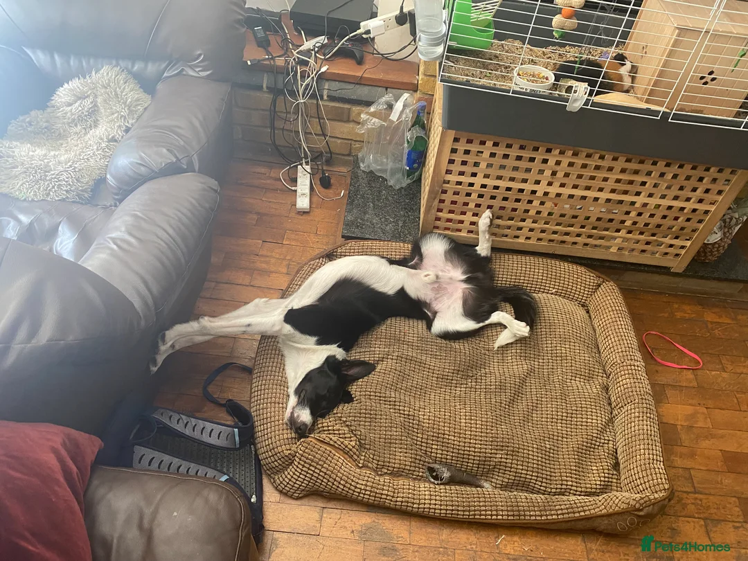 Border Collie dogs for stud: Border collie stud in London - Advert 4