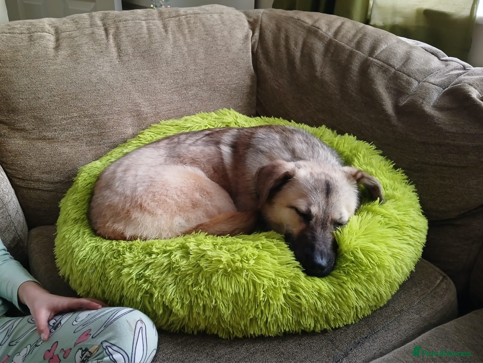 Mixed Breed dogs 💖 Maxie – a gentle girl with the softest heart 💖 - Advert 1