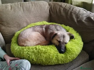 Mixed Breed dogs 💖 Maxie – a gentle girl with the softest heart 💖 - Advert 1