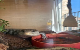 Skink reptiles for sale: Blue Tongued Skink (Female) - Image 2