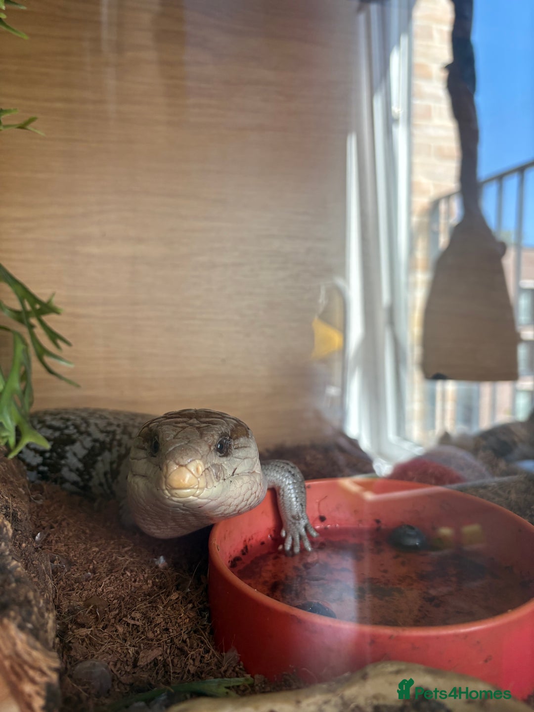 Skink reptiles for sale: Blue Tongued Skink (Female) - Image 2