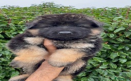 German Shepherd dogs for sale: Stunning German Shepherd Long hair puppies 🥰🔥 - Image 7