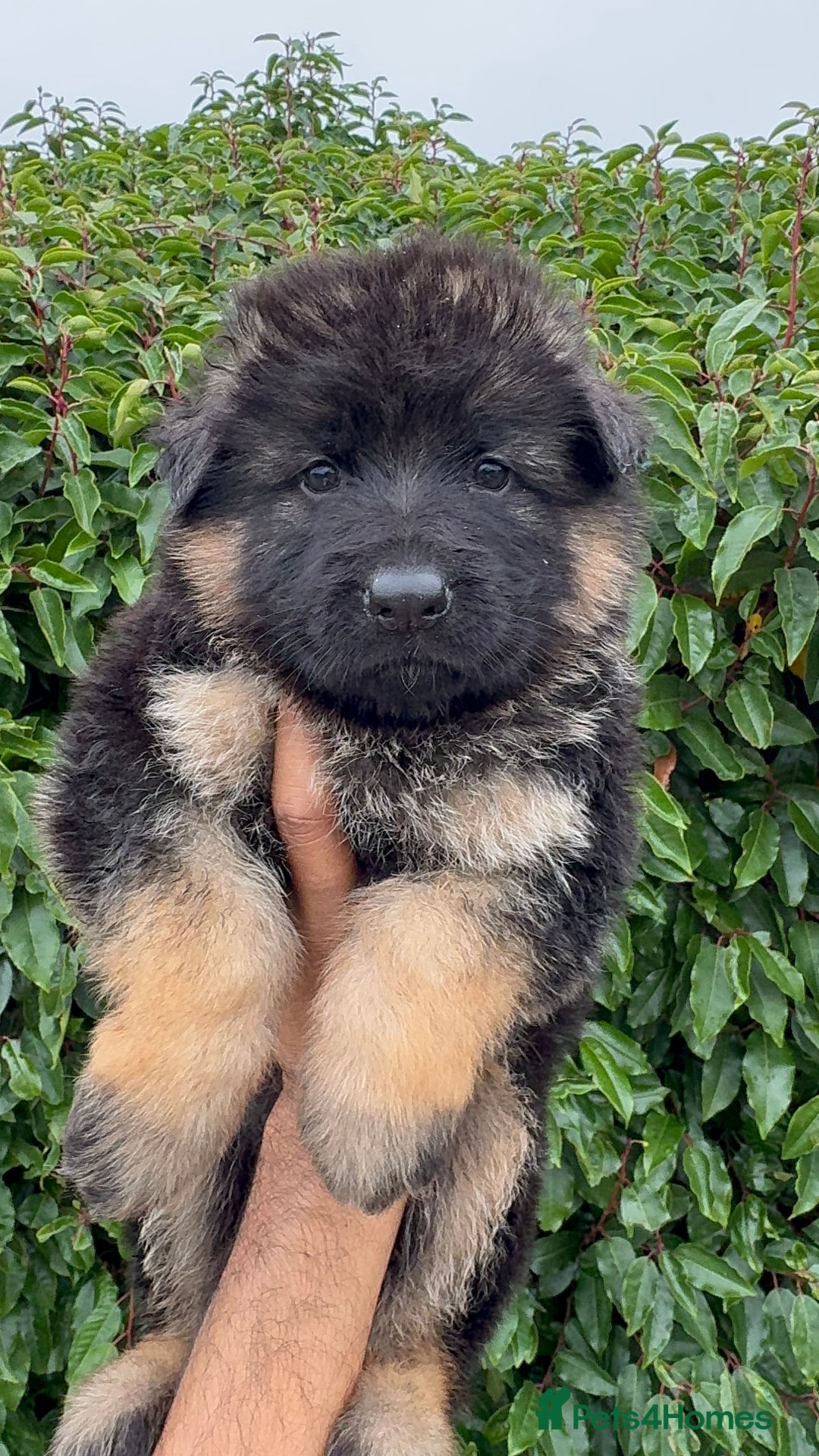 German Shepherd dogs for sale: Stunning German Shepherd Long hair puppies 🥰🔥 - Image 7