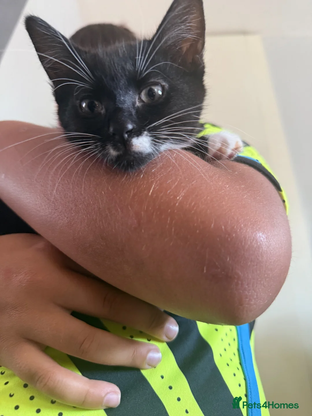 Mixed Breed cats for sale: 10 week old female kittens in Stevenage - Advert 5