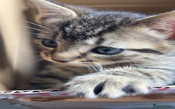 British Shorthair cats for sale: Kitten  - Image 3