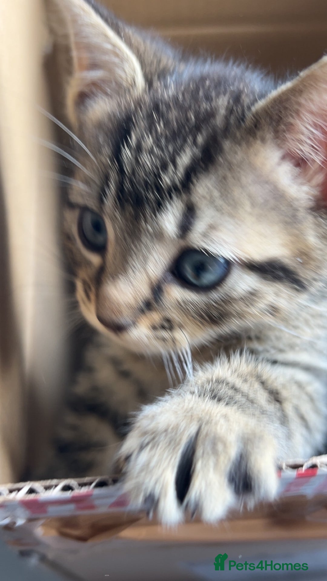 British Shorthair cats for sale: Kitten  - Image 3