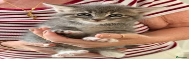 Fluffy grey tabby boy