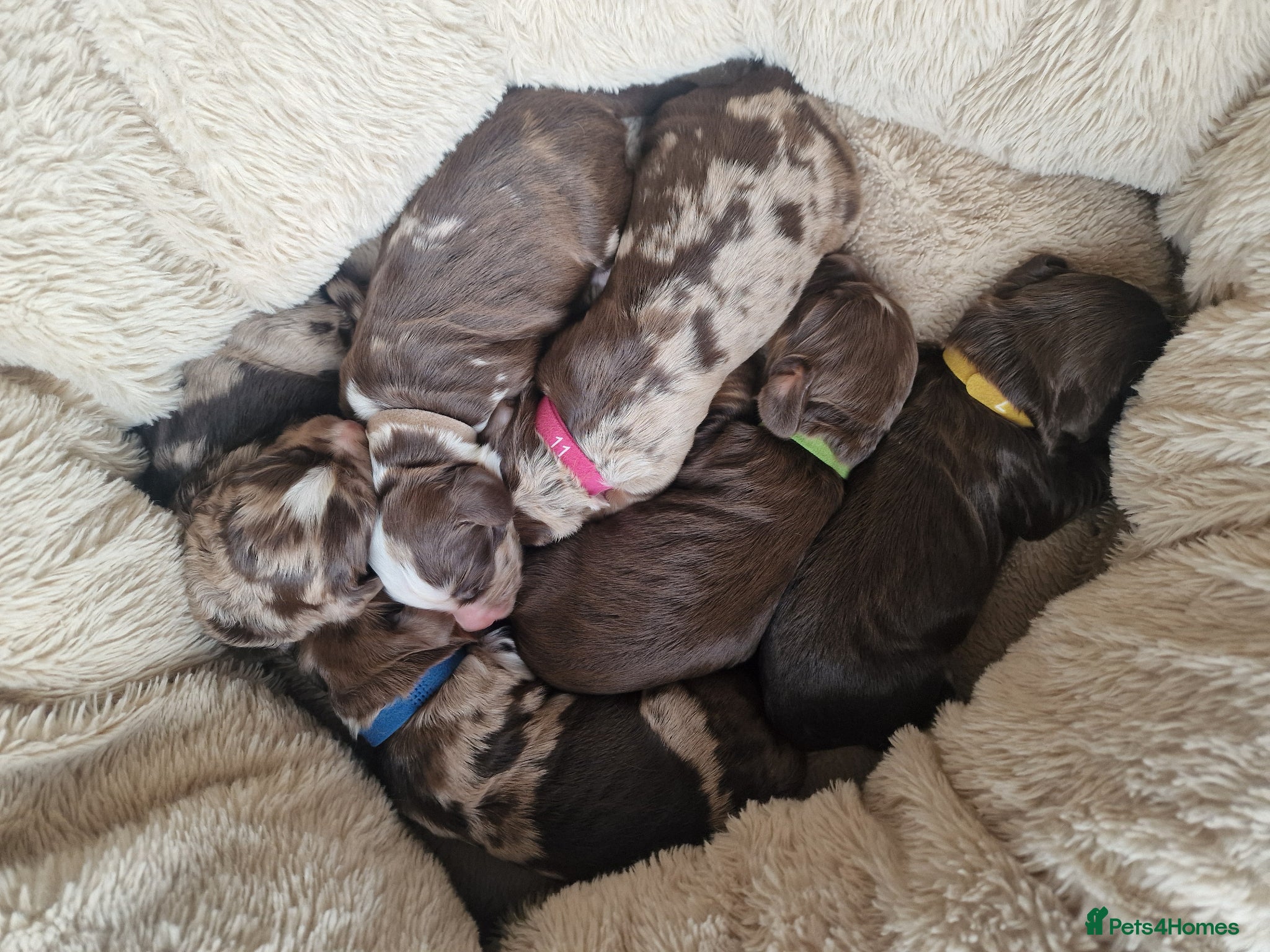 Cocker Spaniel dogs Stunning coloured merle working cocker spaniels  - Advert 2