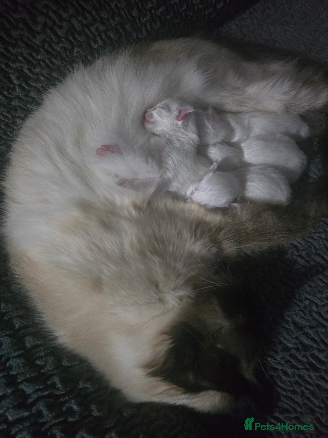 Ragdoll cats for sale: Ragdol KITTENS 😸 ♥️  - Image 17