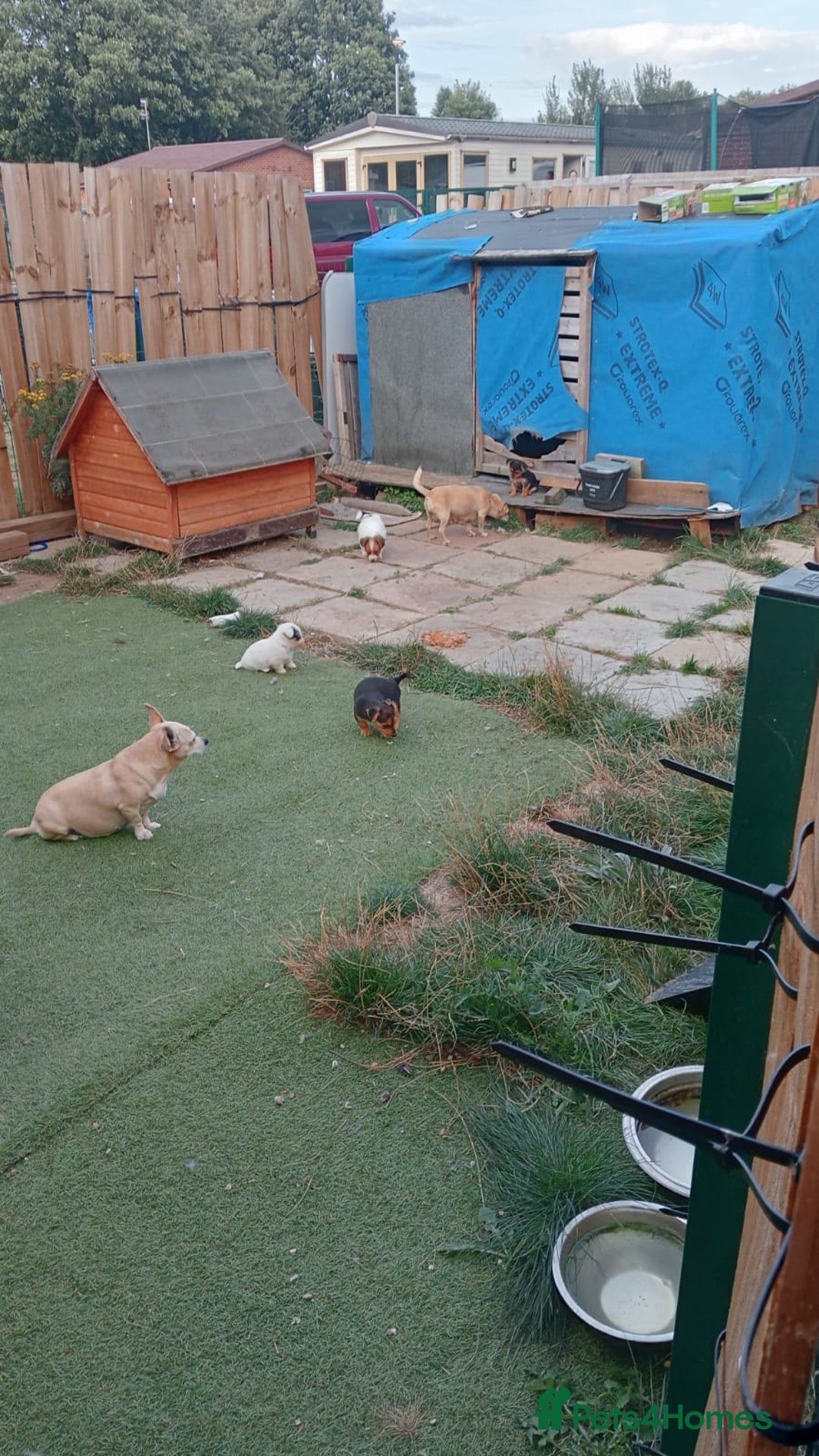Mixed Breed dogs for sale: Chihuahua x Norfolk terrier puppies for sale - Image 3