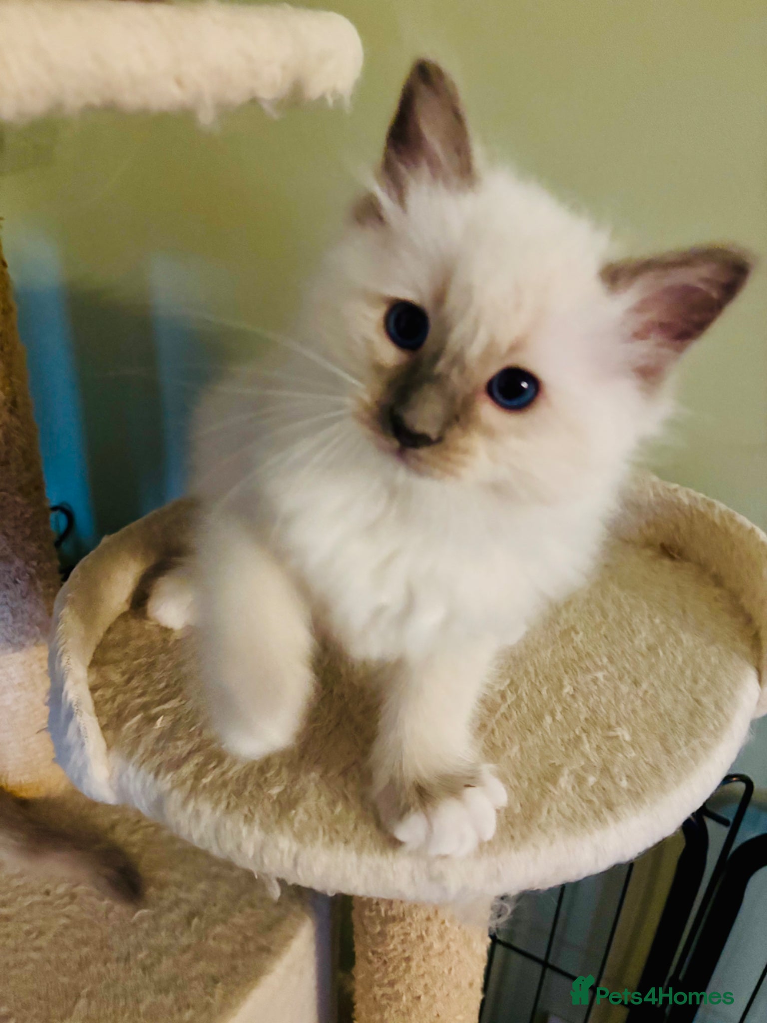 Ragdoll cats PUREBRED RAGDOLL KITTENS *INC VACS & INSURANCE* - Advert 2