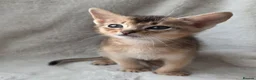 Abyssinian cats for sale: 💥Last TICA Registered Kitten Available💥! ❤️ - Advert 7