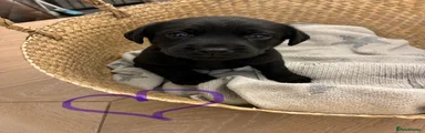 Labrador Retriever Puppy 6