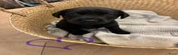 Labrador Retriever dogs for sale: Beautiful KC Black Labrador Puppies  - Advert 36
