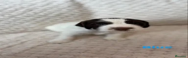 English Springer Spaniel Puppy 3