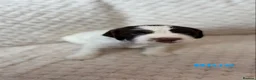 English Springer Spaniel dogs for sale: Springer Spaniel Puppies for Sale –  - Advert 16
