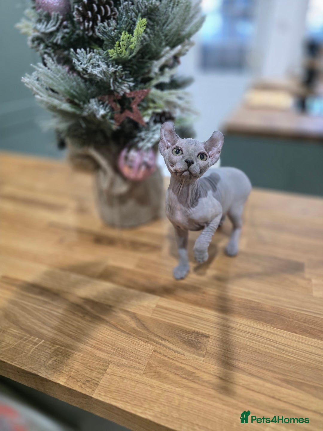 Sphynx cats for sale: 🌟 Stunning Sphynx & Elf Kittens  - Advert 6