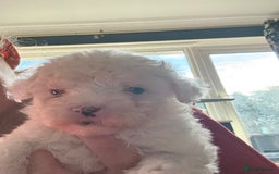 Coton De Tulear dogs for sale: Cotton De Tulear hyperallergenic puppies x3 - Image 3
