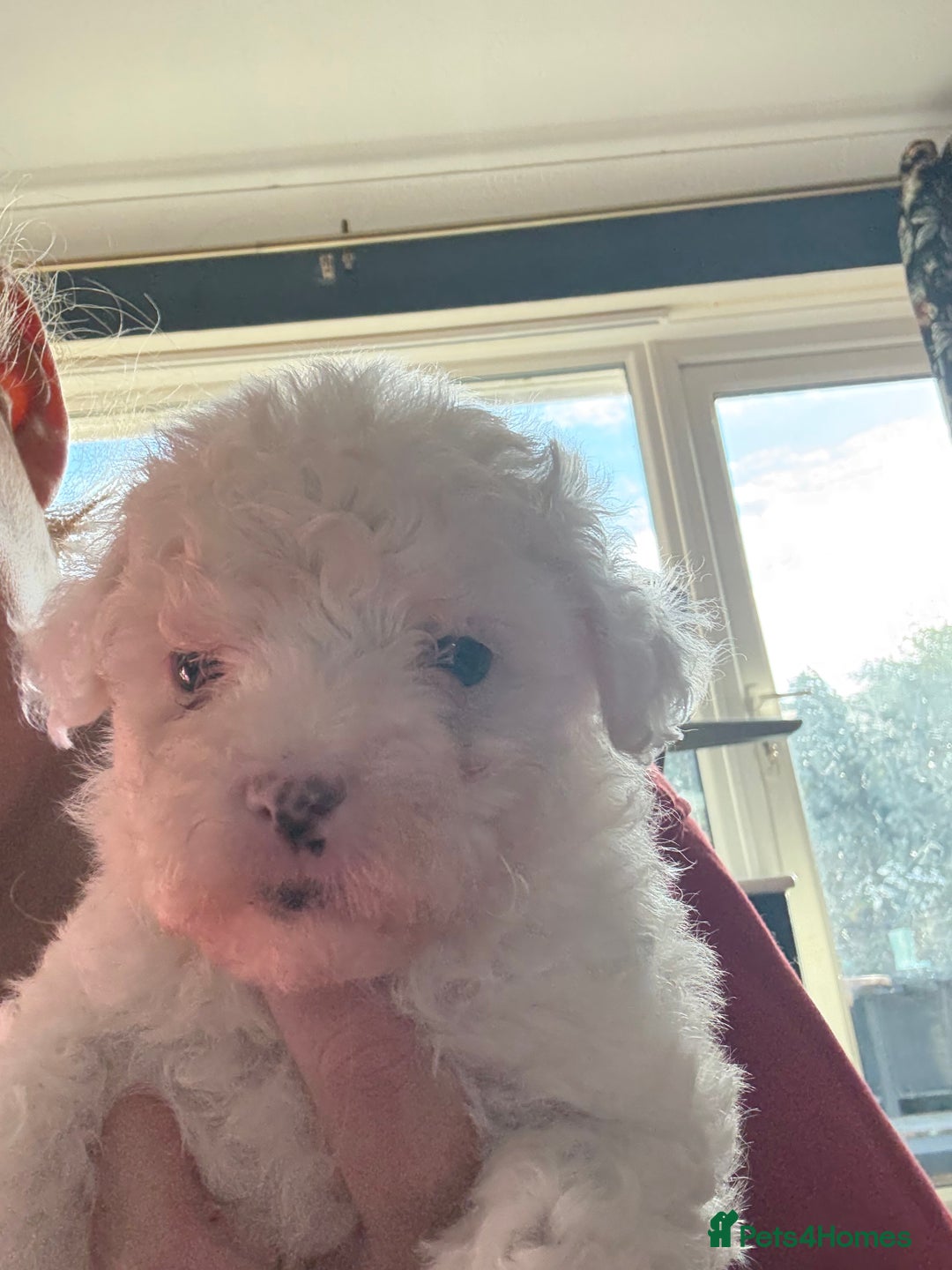 Coton De Tulear dogs for sale: Cotton De Tulear hyperallergenic puppies x3 - Image 3