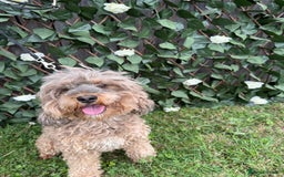Cavapoo dogs for sale: Stunning cavapoo f1b puppies ready for new homes❤️ - Image 7