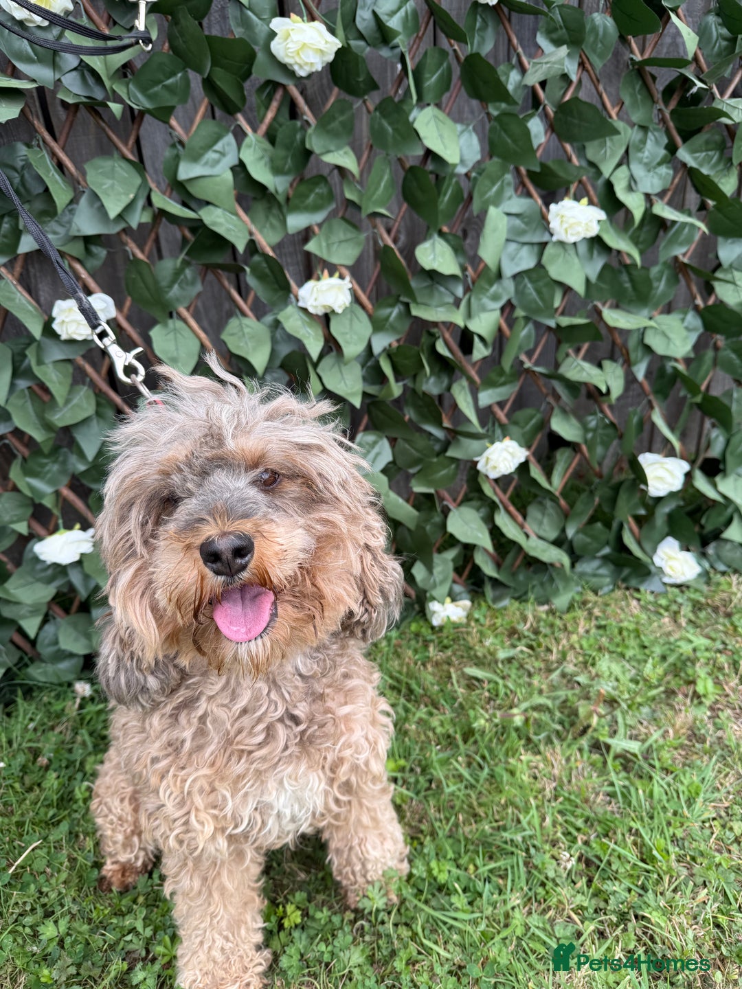 Cavapoo dogs for sale: Stunning cavapoo f1b puppies ready for new homes❤️ - Image 7