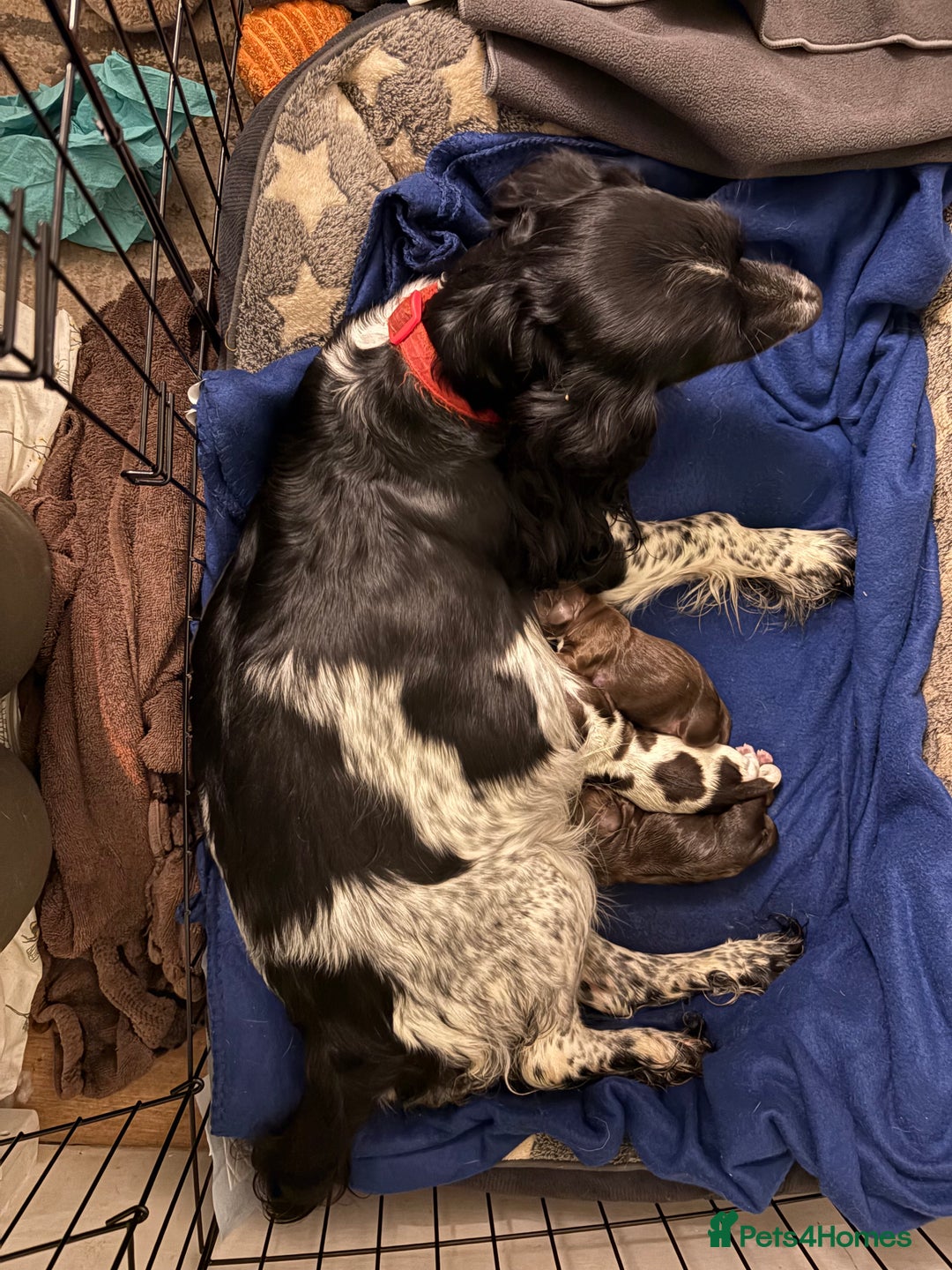 Sprocker dogs for sale: Sprocker puppies - Image 8