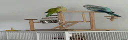 Parrots birds for sale: Pair of Quaker parrots - Advert 7
