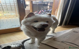 Mixed Breed dogs for sale: Beautiful Samoyed x Chow Chow - Image 1