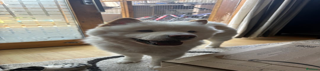 Beautiful Chow Chow x Samoyed