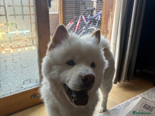 Mixed Breed dogs - Advert 12