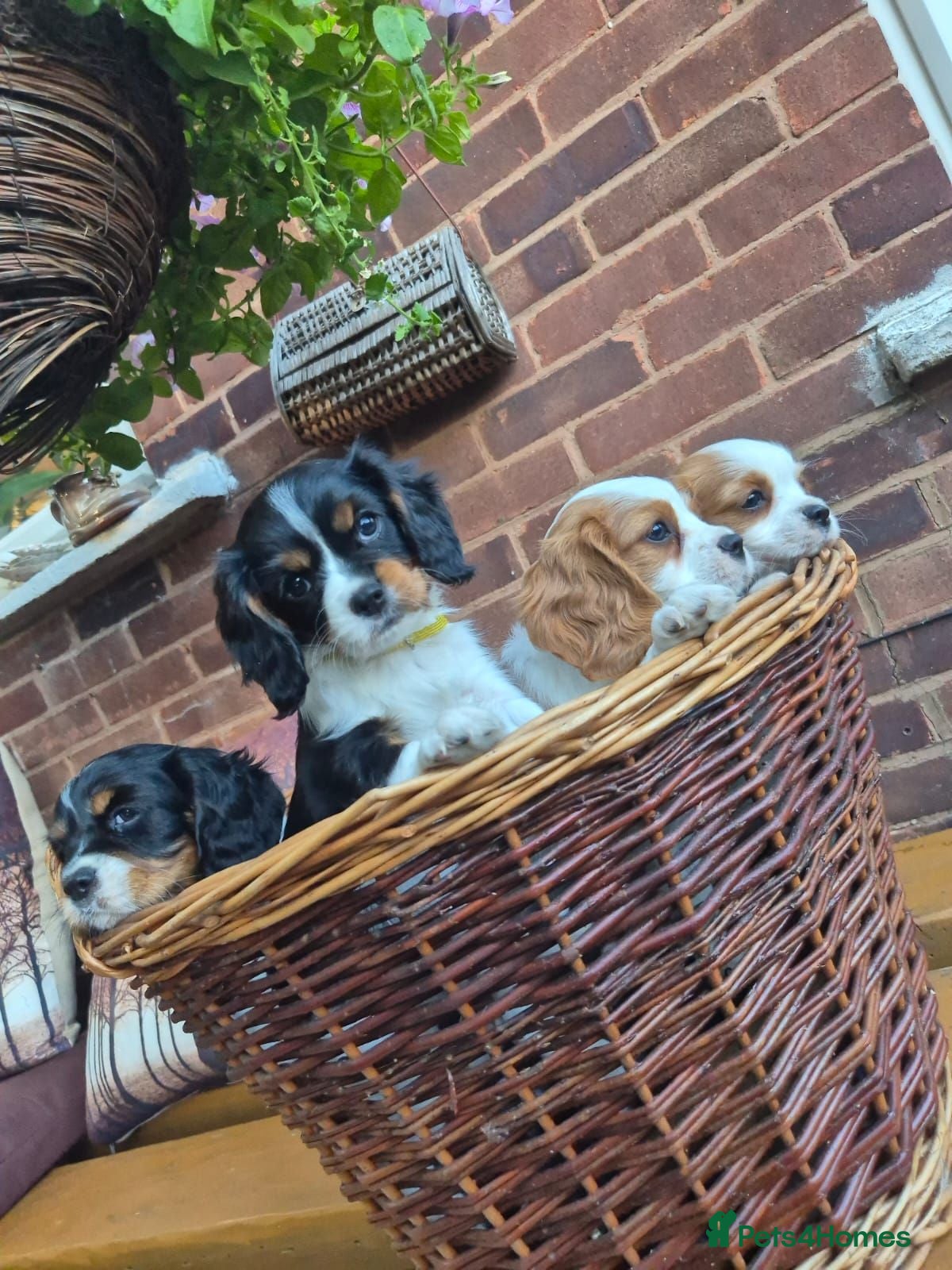 Cavalier King Charles Spaniel dogs Beautiful Cavalier King Charles Spaniel 7 Puppies - Advert 2