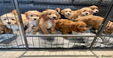 Cockapoo dogs - Advert 14