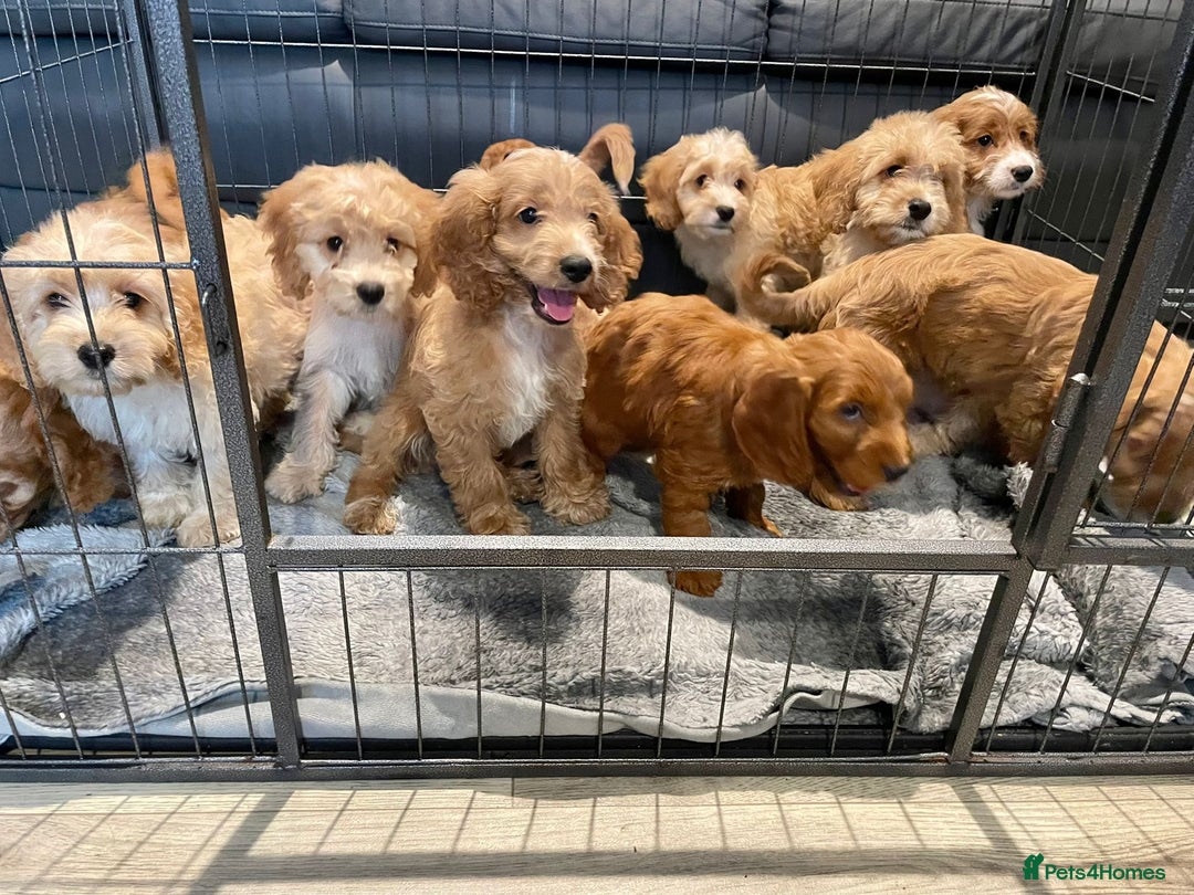 Cockapoo dogs for sale: Cockapoo Puppies F1  - Image 2