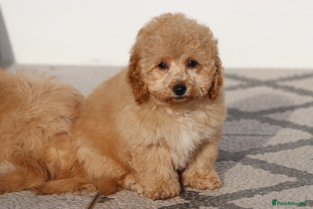 Cavapoo dogs for sale: F1 Cavapoo puppies for sale FULLY VACCINATED - Advert 38