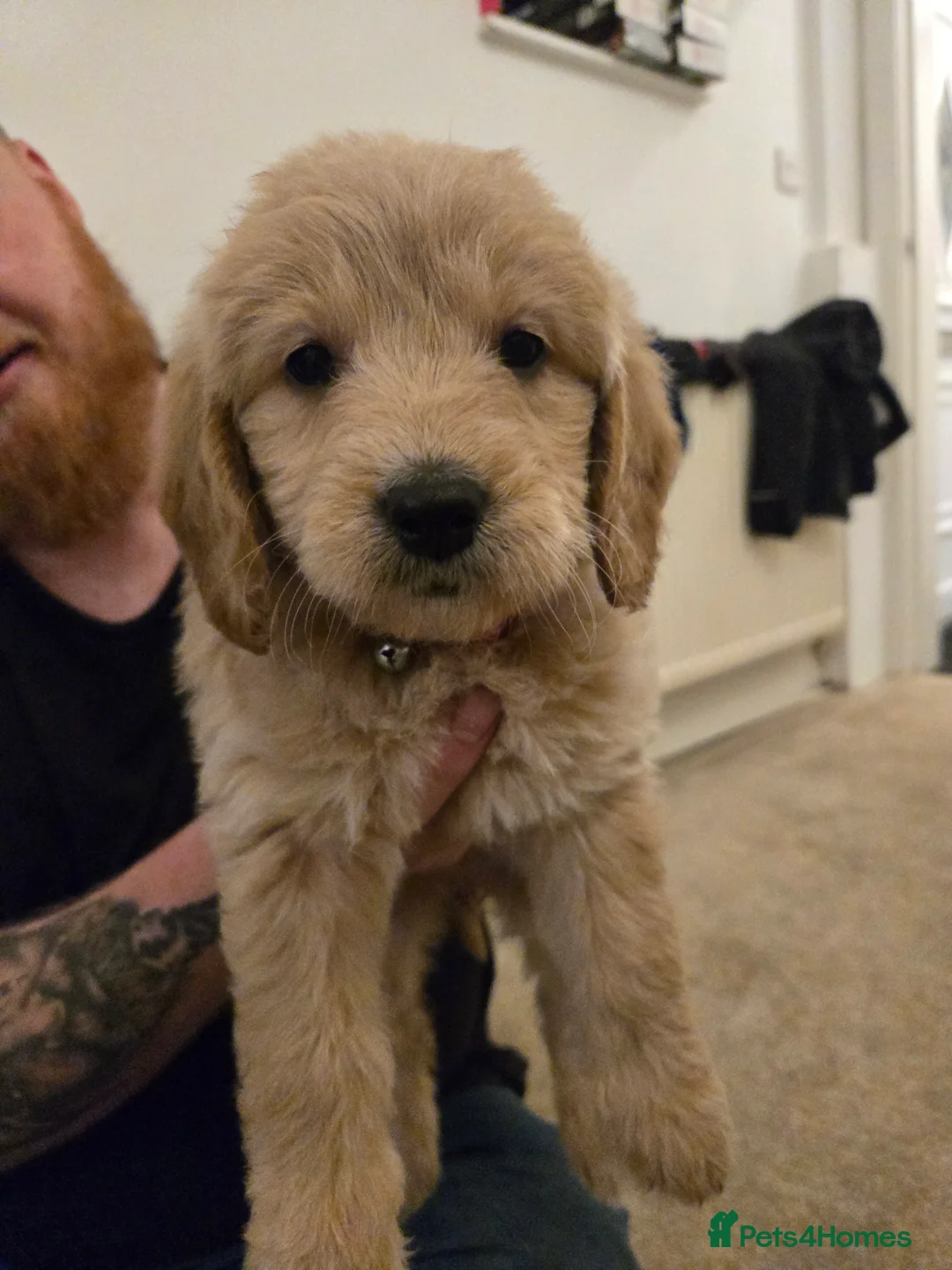 Mini Goldendoodle dogs for sale: Available from Monday  - Advert 5