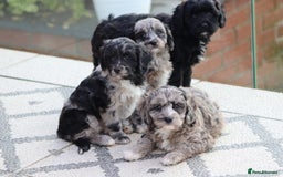 Cavapoo dogs for sale: F1 Cavapoo puppies for sale - Image 27