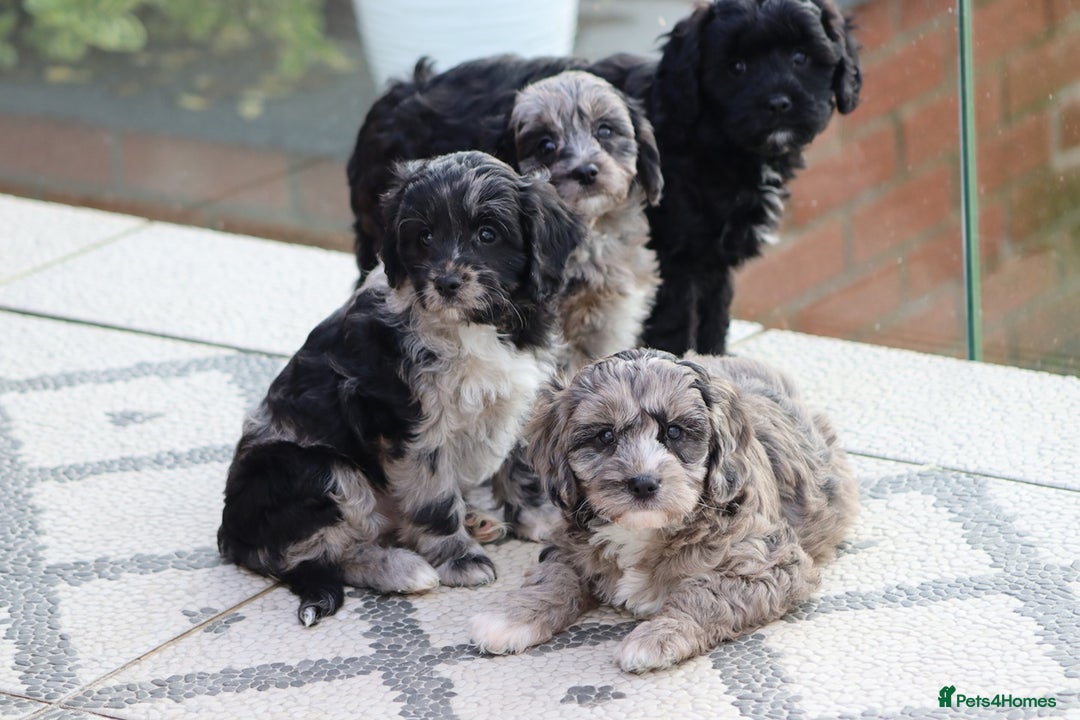 Cavapoo dogs for sale: F1 Cavapoo puppies for sale - Image 27