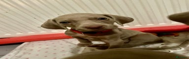 Weimaraner Puppy Red 