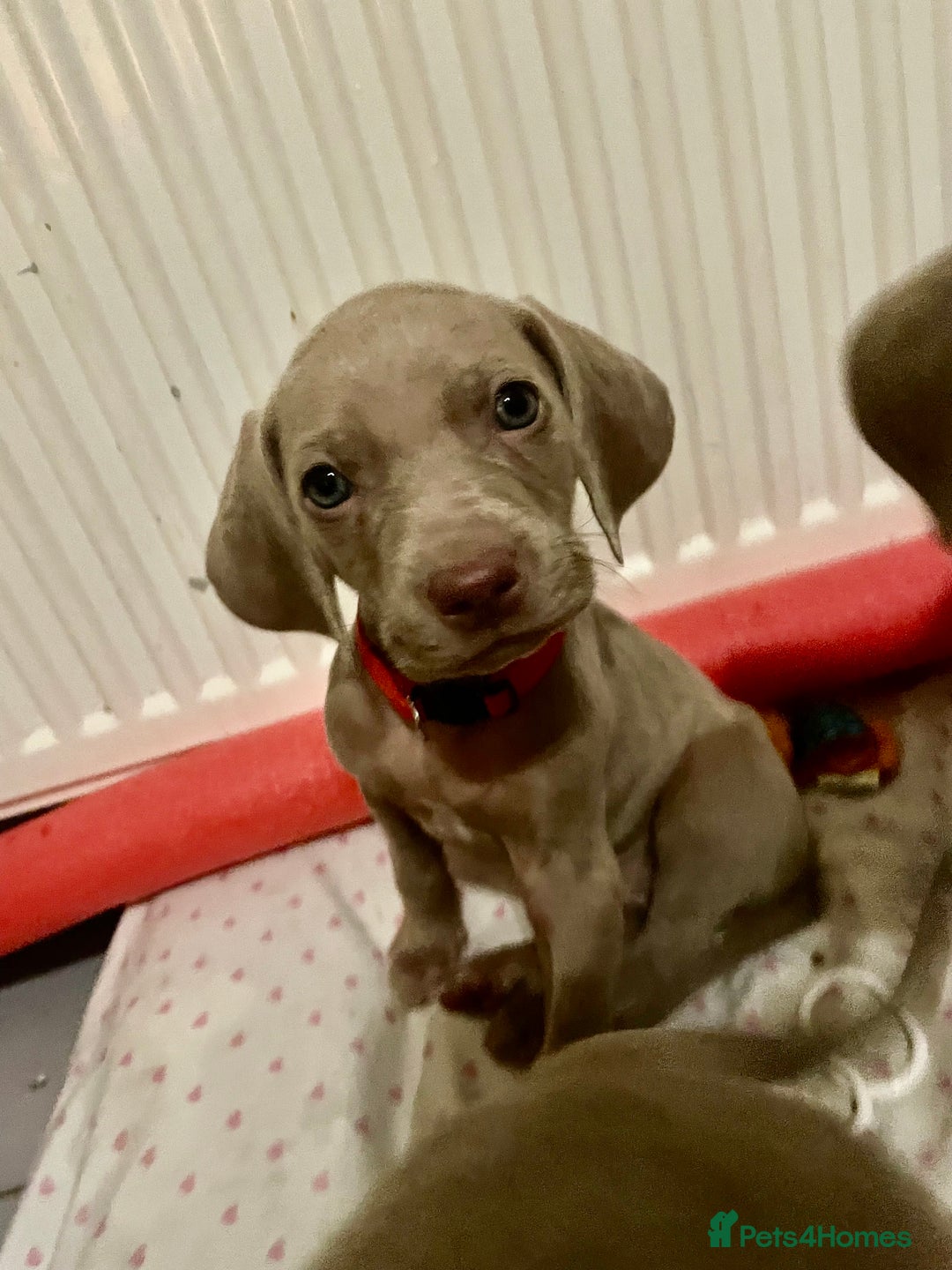 Weimaraner dogs for sale: KC registered Silver puppies - Advert 27