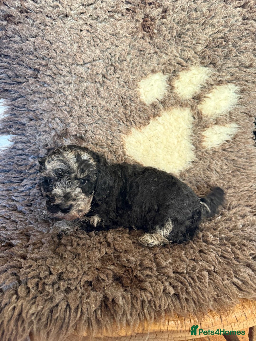 Toy Poodle dogs for sale: Exquisite Toy Poodle pups - Health tested parents - Advert 35